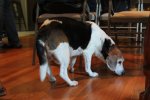 Beau Beagle looking for dropped crumbs under the table